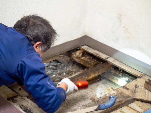 Best Commercial Mold Removal  in Forest Glen, MD