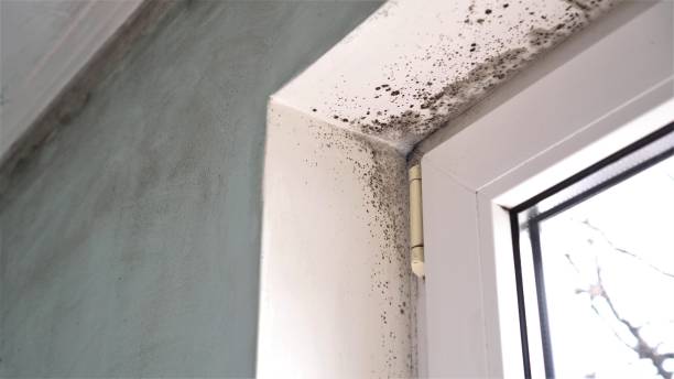 Best Mold Damage Repair  in Forest Glen, MD