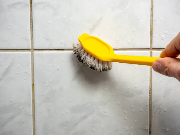 Best Same-Day Mold Removal  in Forest Glen, MD