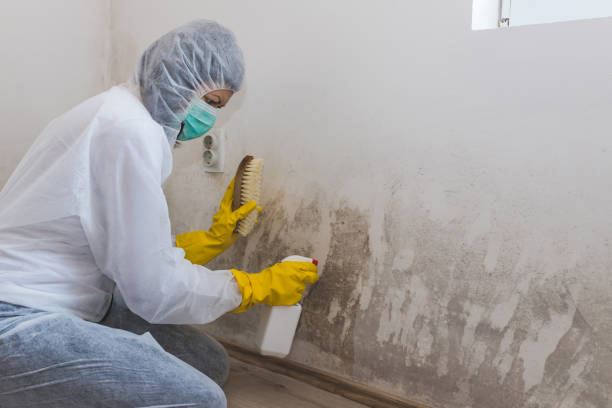 Best Black Mold Removal  in Forest Glen, MD