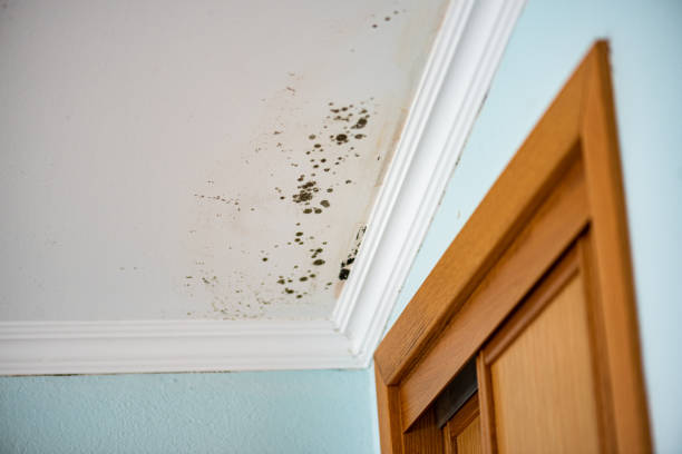 Best Certified Mold Removal  in Forest Glen, MD