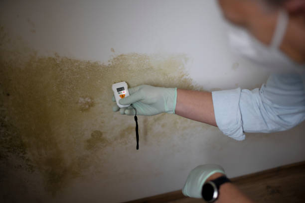 Best Mold Remediation  in Forest Glen, MD