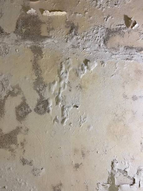 Best Mold Removal Company Near Me  in Forest Glen, MD