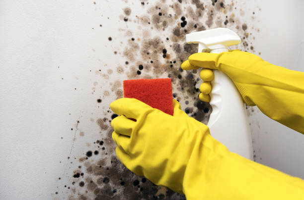 Best Mold Testing  in Forest Glen, MD