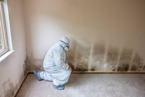 Best Emergency Mold Removal  in Forest Glen, MD