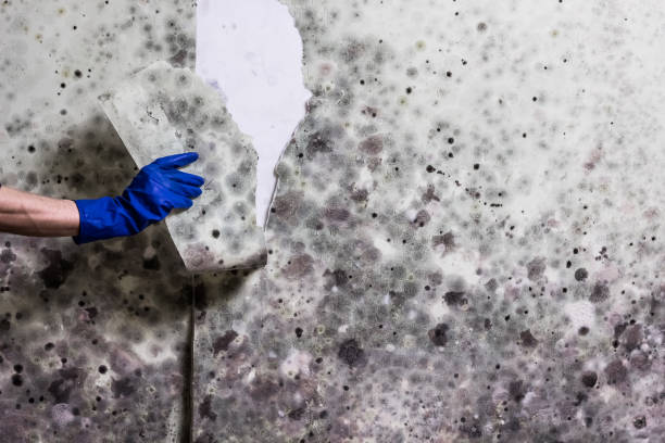 Best Mold Removal Company Near Me  in Forest Glen, MD